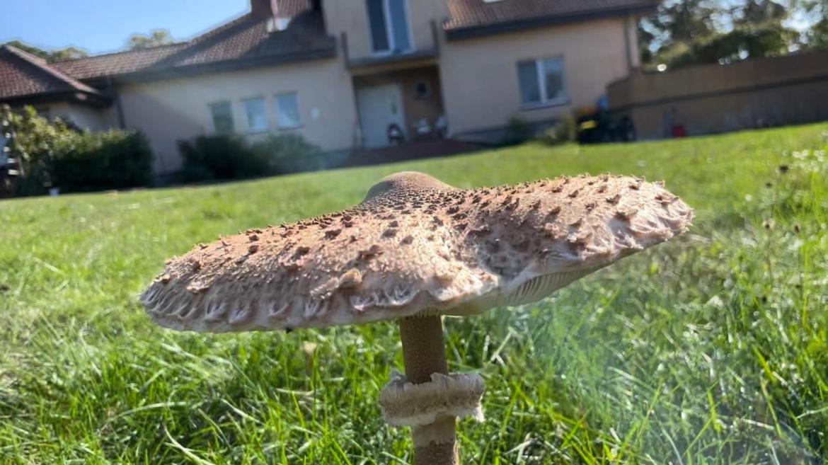 Kopice " Kowalczyk Hotel Residences In Nature Parks " Goleniów エクステリア 写真