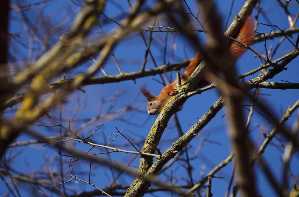 Kopice " Kowalczyk Hotel Residences In Nature Parks " Goleniów エクステリア 写真